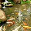 Shop Water Gardens: Putting It All Together